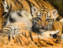 Jejak Linguistik Harimau dari Siberia ke Aceh