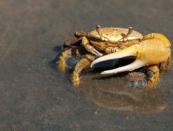 7 Hewan Pemangsa Ubur-ubur, Siapa Saja?