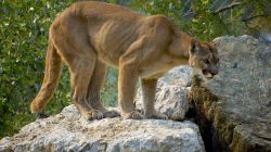 7 Hewan Paling Berbahaya di Benua Amerika