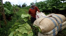 Produksi Tembakau Jawa Barat Tidak Seimbang, Garut Paling Besar