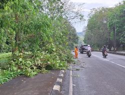 Hujan deras picu 19 titik banjir dan pohon tumbang di Tasikmalaya