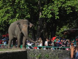 Wow! 530 Ribu Wisatawan Serbu Wonosobo Saat Libur Lebaran 2026, Peringkat Tiga Jawa Tengah